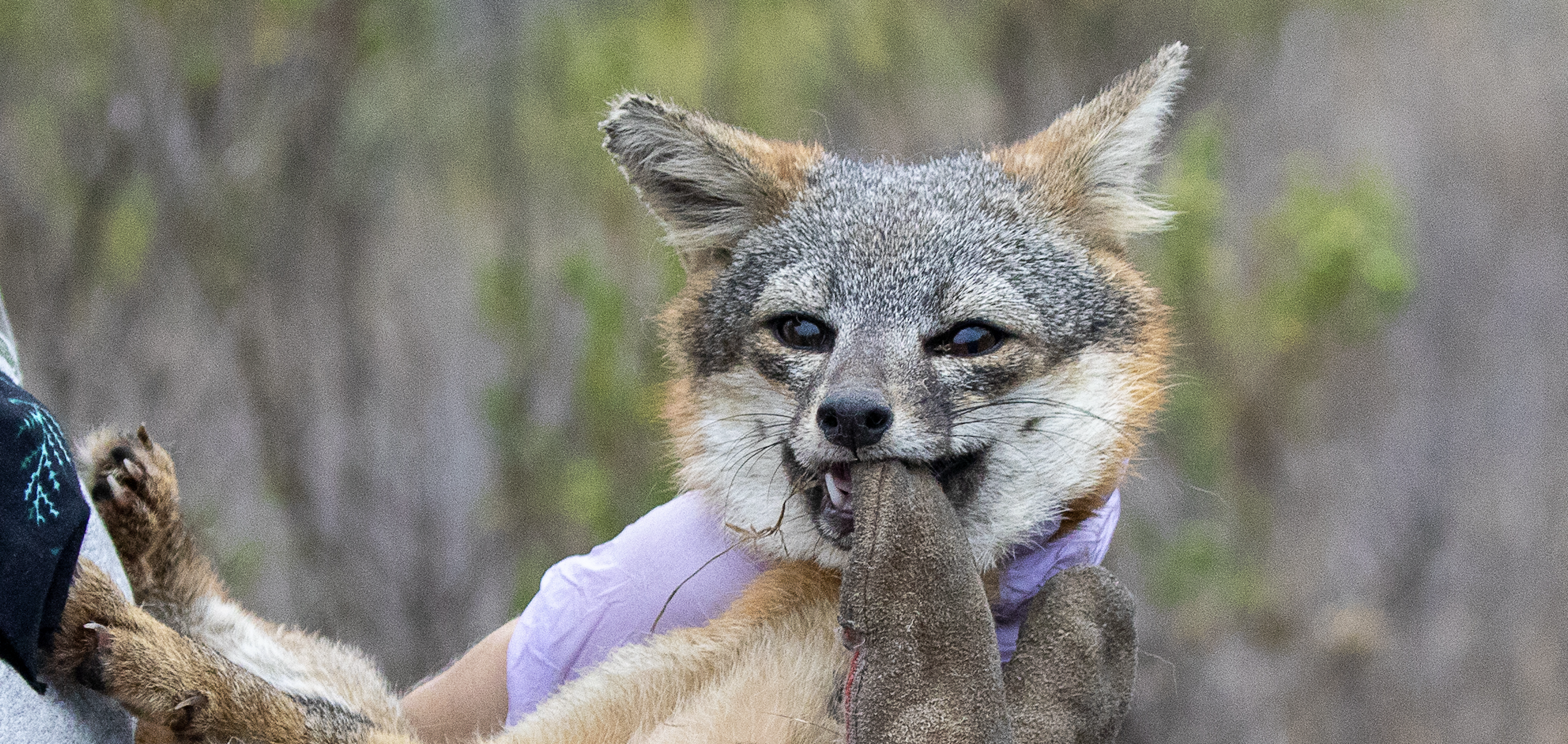 Santa Rosa Island fox expresses displeasure